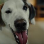 Decoding Canine Behavior: Why Do Dogs Lick Their Lips?